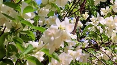 Güzel, beyaz bahar çiçekleri. Bayram süsü olarak yasemin ekin.