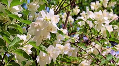 Güzel, beyaz bahar çiçekleri. Bayram süsü olarak yasemin ekin.