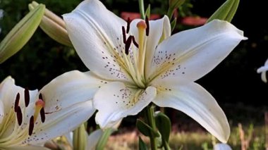 Nilüfer çiçekleri bir park alanı süsü olarak kullanılıyor.