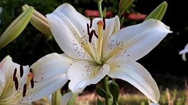 Nilüfer çiçekleri bir park alanı süsü olarak kullanılıyor.