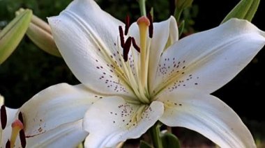 Nilüfer çiçekleri bir park alanı süsü olarak kullanılıyor.