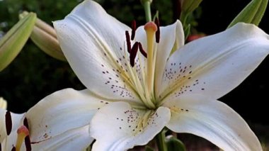 Nilüfer çiçekleri bir park alanı süsü olarak kullanılıyor.