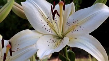 Nilüfer çiçekleri bir park alanı süsü olarak kullanılıyor.