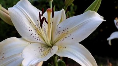 Nilüfer çiçekleri bir park alanı süsü olarak kullanılıyor.