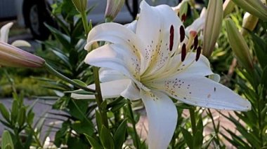 Nilüfer çiçekleri bir park alanı süsü olarak kullanılıyor.