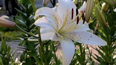 Nilüfer çiçekleri bir park alanı süsü olarak kullanılıyor.