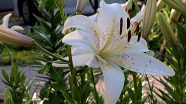 Nilüfer çiçekleri bir park alanı süsü olarak kullanılıyor.