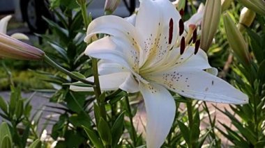 Nilüfer çiçekleri bir park alanı süsü olarak kullanılıyor.