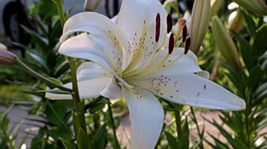 Nilüfer çiçekleri bir park alanı süsü olarak kullanılıyor.