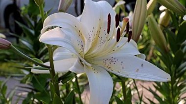 Nilüfer çiçekleri bir park alanı süsü olarak kullanılıyor.