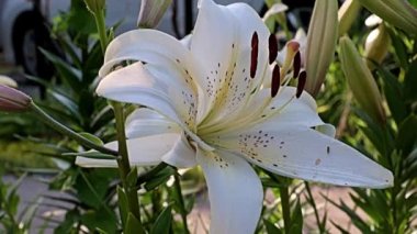 Nilüfer çiçekleri bir park alanı süsü olarak kullanılıyor.