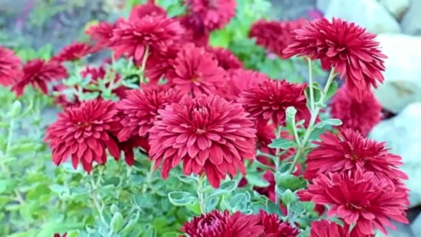 Beautiful Red Garden Chrysanthemum Flowers Sway Gentle Breeze — Stock Video