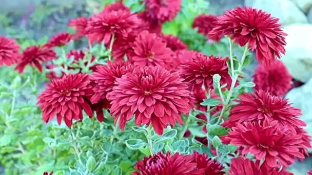 Beautiful Red Garden Chrysanthemum Flowers Sway Gentle Breeze — Stock Video