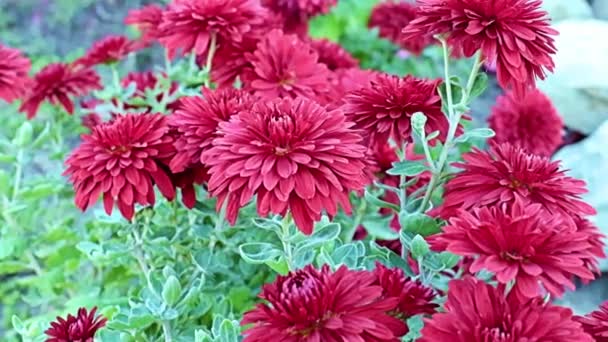 Hermoso Jardín Rojo Flores Crisantemo Influir Suave Brisa — Vídeos de Stock