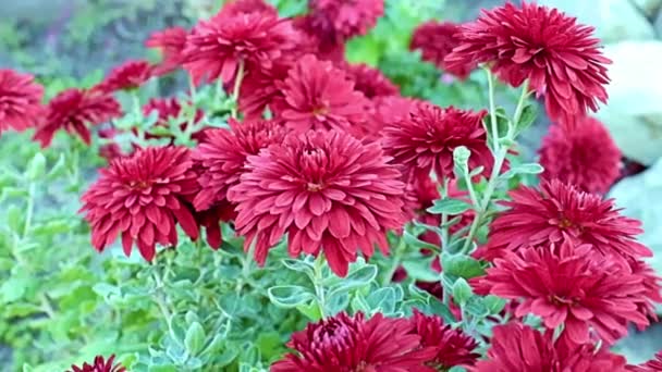 Mooie Rode Tuin Chrysant Bloemen Zwaaien Zachte Bries — Stockvideo