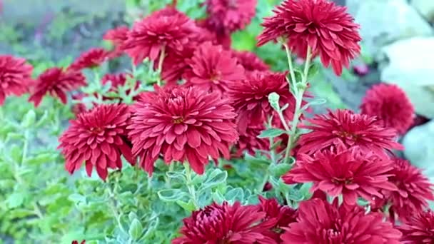 Beautiful Red Garden Chrysanthemum Flowers Sway Gentle Breeze — 图库视频影像