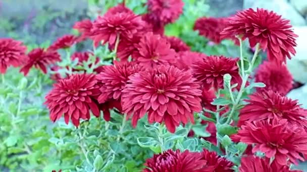 Beautiful Red Garden Chrysanthemum Flowers Sway Gentle Breeze — Stockvideo