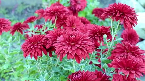 Beautiful Red Garden Chrysanthemum Flowers Sway Gentle Breeze — 图库视频影像