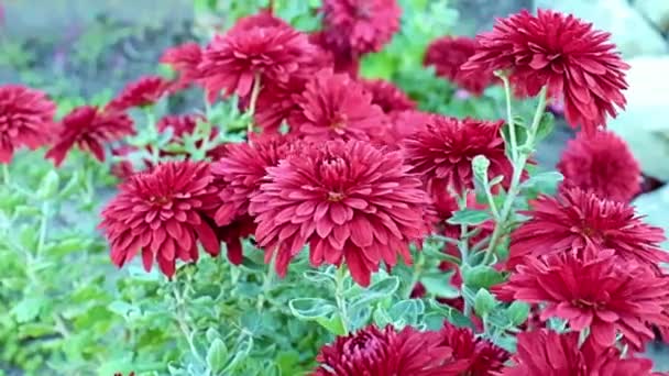 穏やかな風に揺れる美しい赤い庭菊の花 — ストック動画