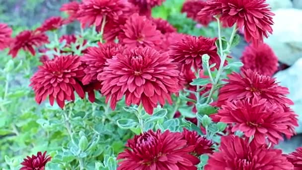 Beautiful Red Garden Chrysanthemum Flowers Sway Gentle Breeze — Stock Video