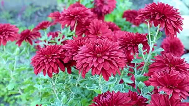Красивый Красный Сад Хризантема Цветы Раскачиваются Нежный Ветерок — стоковое видео
