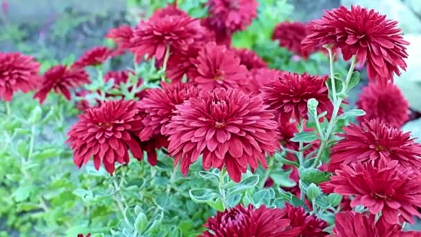 Beautiful Red Garden Chrysanthemum Flowers Sway Gentle Breeze — Stock Video