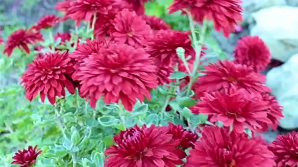 Hermoso Jardín Rojo Flores Crisantemo Influir Suave Brisa — Vídeo de stock