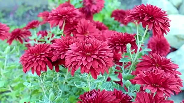 Красиві Червоні Садові Квіти Хризантеми Ширяють Похмурому Вітрі — стокове відео