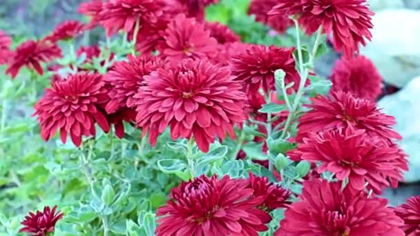 Vacker Röd Trädgård Krysantemum Blommor Svajar Den Mjuka Brisen — Stockvideo