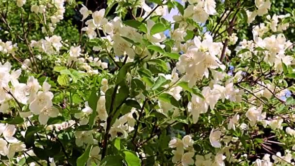 Прекрасные Белые Весенние Цветы Садового Растения Жасмина Качестве Праздничного Украшения — стоковое видео