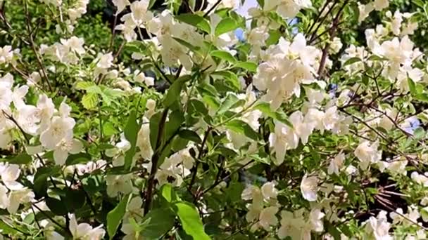 Schöne Weiße Frühlingsblumen Der Gartenpflanze Jasmin Als Feiertagsdekoration — Stockvideo