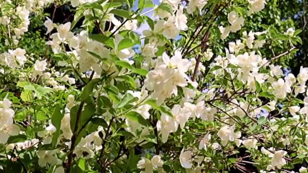 休日の装飾として庭の植物ジャスミンの美しい白い春の花 — ストック動画
