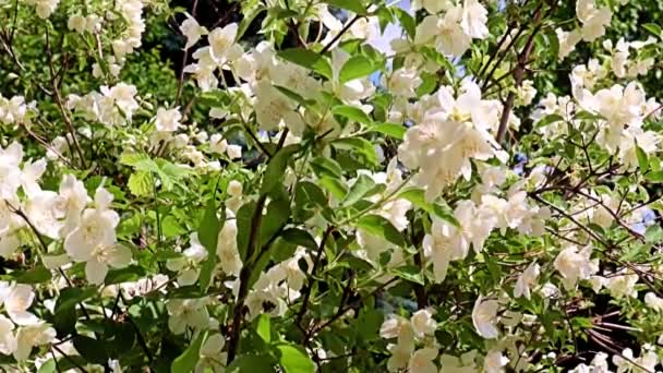 Schöne Weiße Frühlingsblumen Der Gartenpflanze Jasmin Als Feiertagsdekoration — Stockvideo