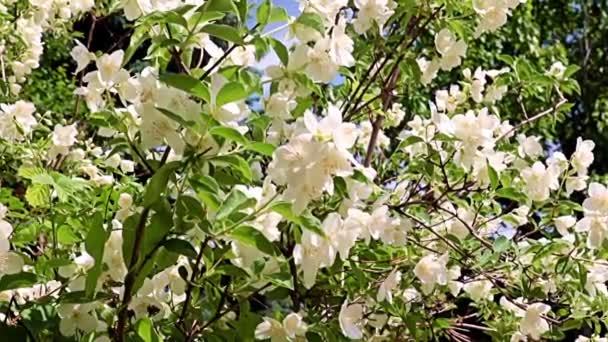 Mooie Witte Lente Bloemen Van Tuin Plant Jasmijn Als Een — Stockvideo