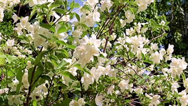 Güzel Beyaz Bahar Çiçekleri Bayram Süsü Olarak Yasemin Ekin — Stok video