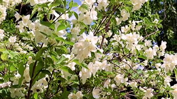 Hermosas Flores Blancas Primavera Jazmín Planta Jardín Como Decoración Vacaciones — Vídeo de stock