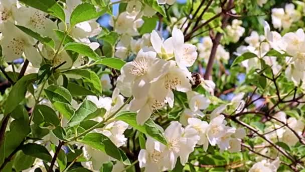 Lovely White Spring Flowers Garden Plant Jasmine Holiday Decoration — 图库视频影像