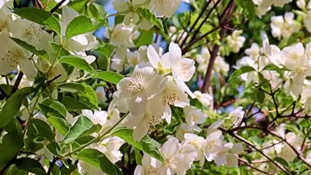 Encantadoras Flores Brancas Primavera Jasmim Planta Jardim Como Uma Decoração — Vídeo de Stock