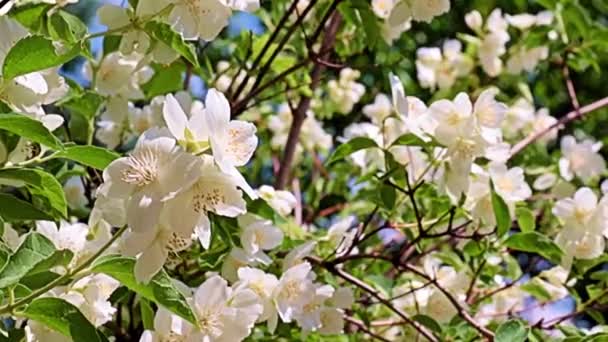 Hermosas Flores Blancas Primavera Jazmín Planta Jardín Como Decoración Vacaciones — Vídeos de Stock