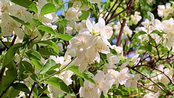 Schöne Weiße Frühlingsblumen Der Gartenpflanze Jasmin Als Feiertagsdekoration — Stockvideo