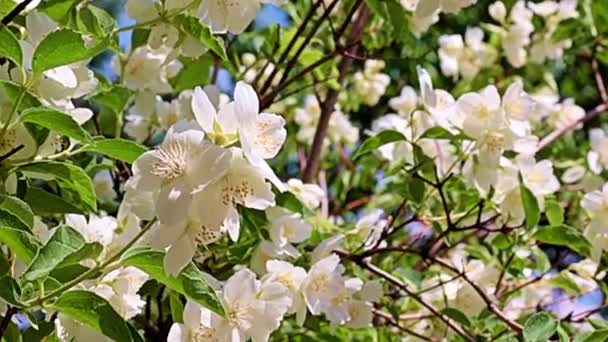 Piękny Biały Wiosna Kwiaty Ogród Roślin Jaśmin Jako Dekoracja Wakacje — Wideo stockowe