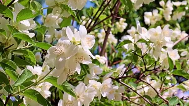 Güzel Beyaz Bahar Çiçekleri Bayram Süsü Olarak Yasemin Ekin — Stok video