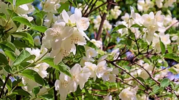 Encantadoras Flores Brancas Primavera Jasmim Planta Jardim Como Uma Decoração — Vídeo de Stock