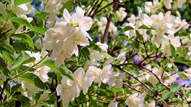 Incantevoli Fiori Bianchi Primaverili Gelsomino Piante Giardino Come Decorazione Vacanze — Video Stock