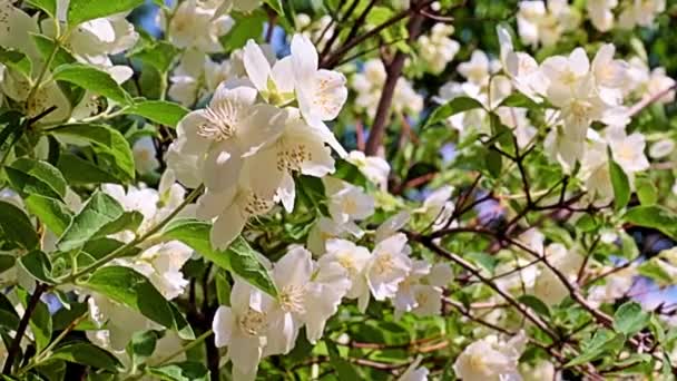 Όμορφα Λευκά Ανοιξιάτικα Λουλούδια Από Φυτό Κήπου Γιασεμί Διακόσμηση Διακοπών — Αρχείο Βίντεο