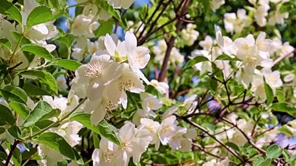 休日の装飾として庭の植物ジャスミンの美しい白い春の花 — ストック動画