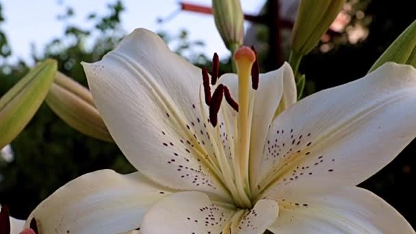 Schöne Helle Große Blumen Gartenlilie Als Dekoration Eines Parks Erholungsgebiet — Stockvideo