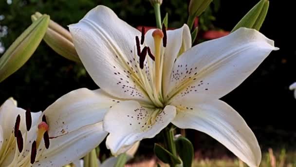 Bella Luce Grandi Fiori Giglio Giardino Come Decorazione Area Ricreativa — Video Stock