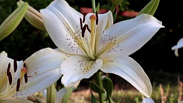Gyönyörű Fény Nagy Virágok Kert Liliom Mint Egy Dekoráció Park — Stock videók