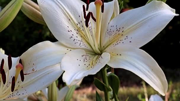 Όμορφο Φως Μεγάλα Λουλούδια Κρίνος Κήπου Διακόσμηση Ενός Χώρου Αναψυχής — Αρχείο Βίντεο
